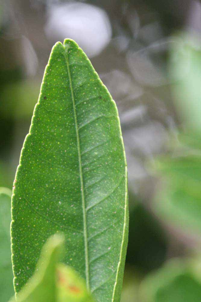              Margin (Riverside, CA)       